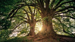 Strengthening Relationships through Gratitude Meditation