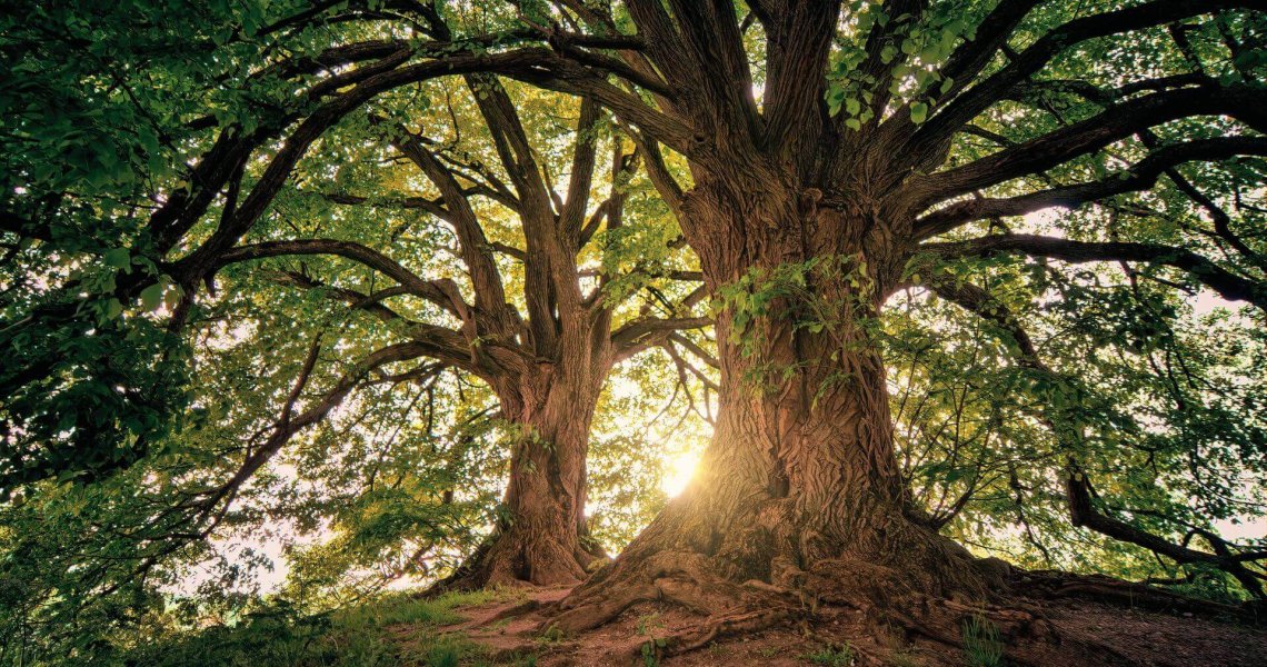 Strengthening Relationships through Gratitude Meditation